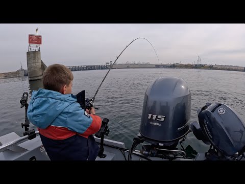 Видео: Осенний судак