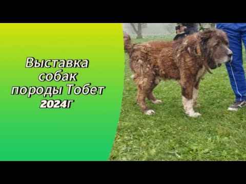 Видео: Обзор выставки собак породы Тобет