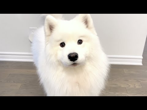 Видео: Результат аллергического теста Wooyoo вернулся, и это не то, что я надеялся