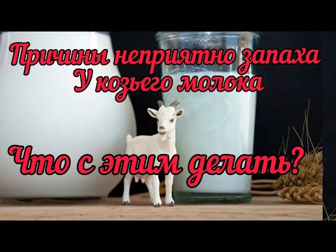 Видео: Козье молоко, причины запаха , и как их устранить