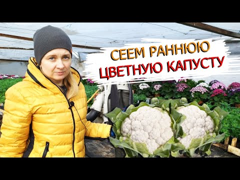 Видео: Посев ранней цветной капусты на рассаду!