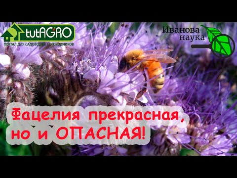 Видео: АЗБУКА СИДЕРАТОВ. Ч.2. Фацелия. Земля как пух и замена 30 тонн навоза. Худший сидерат для картофеля.