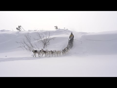 Видео: Укус «Берингии»