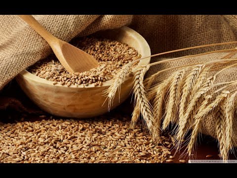 Видео: Брага из пшеницы.  Быстрый и простой рецепт. Самая правильная брага из пшеницы.