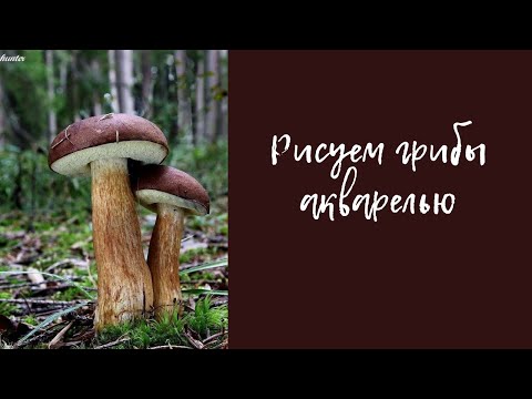 Видео: Рисуем вкусный гриб акварелью #урокиакварели #урокирисования #акварельныйскетчинг