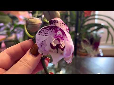 Видео: Обзор цветущих орхидей 9.11.2025