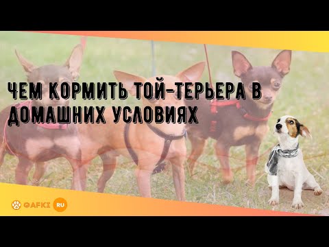 Видео: Чем кормить той-терьера в домашних условиях