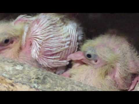 Видео: БАКИНСКАЯ ПОРОДА ДОМАШНИХ ГОЛУБЕЙ