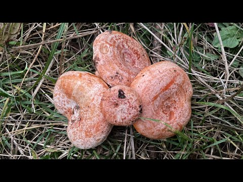 Видео: Грибна удача: відро рижиків у сосновому лісі 🍄