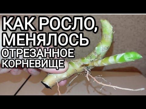 Видео: Что выросло из корневища сансевиерии Лауренти за 6 месяцев #сансевиерия #комнатныерастения