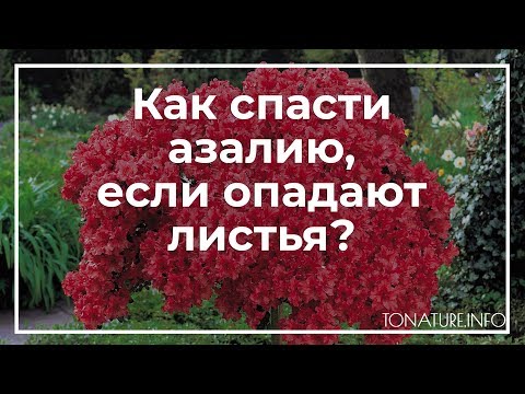 Видео: Как спасти азалию, если опадают листья? | toNature.Info