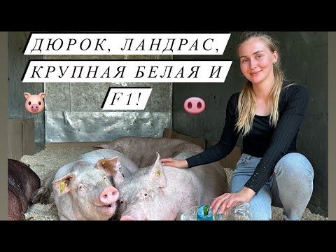 Видео: Привезла племенное поголовье с СГЦ! Как, откуда и за сколько можно приобрести породистых свиней!