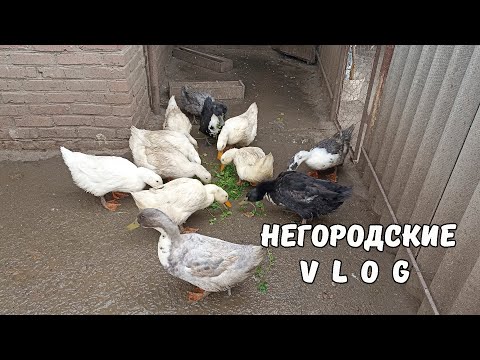 Видео: УТКИ ждут петрушку, НУТРЯТА - молодую травку. 24.10.25