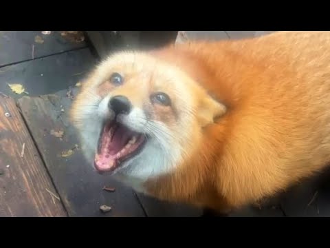 Видео: Алиса - лиса. Делю на четверых ухо #лисяо #животные #лиса #собака #fox