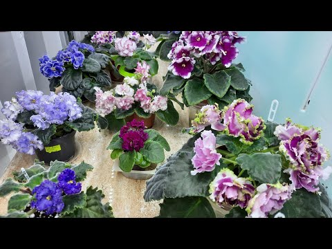 Видео: Фиалки! Перлит или пенопластовые шарики?