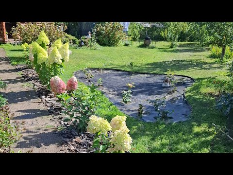 Видео: Аллея из гортензий!🌿🌸| БиХеппи, Металлика, Самарская Лидия, Пандора и др.🌺🌿|25авг. #гортензии #сад