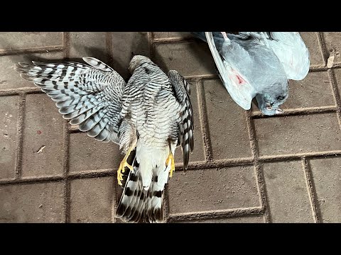 Видео: Обзор моих молодых спортивных голубей в начале марта