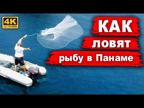 Видео: Как ловят рыбу в Панаме. Ловля Сардин сетью. Ловля красного окуня. Традиционный лов рыбы Панама