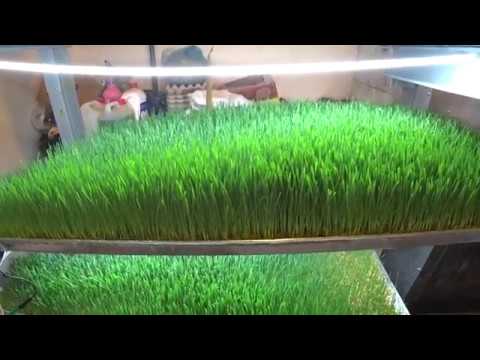 Видео: ГИДРОПОНИКА. Решение проблемы с кормом. ЭКСПЕРИМЕНТ №1