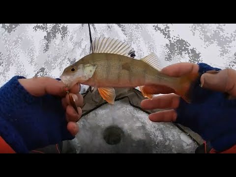 Видео: Ловля окуня зимой на блесну. Как ловить окуня на блесну? Блеснение окуня зимой. Зимняя рыбалка.