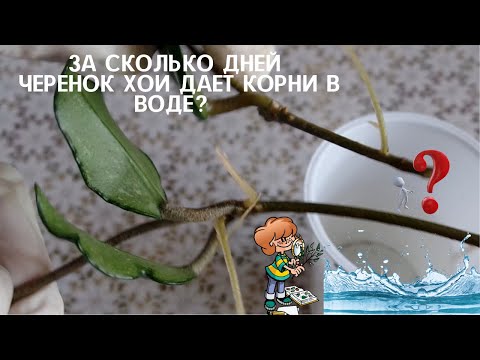 Видео: Самое  простое  100 % укоренение черенков хои (Hoya) это в воде. Проверила, за сколько времени