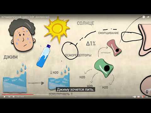 Видео: Бөліп шығару жүйесі / АДГ / Вазопрессин/Тоқтаров Ұлықбек / Биология жаңартылған бағдарлама/ ҰБТ 2023