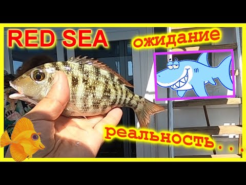 Видео: 🔴Морская Рыбалка🔴Сумасшедший клев🔴Красное Море🔴Яхта🔴Экскурсия🔴Хургада 🔴Египет🔴Cool Fishing🔴RED SEA🔴