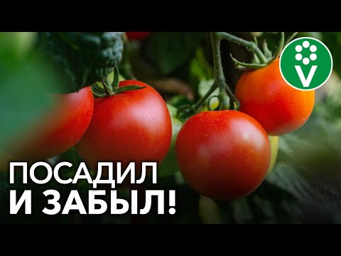 Видео: ТОМАТЫ ДЛЯ ЛЕНИВЫХ! Этот сорт не болеет, не требует пасынкования и подвязки