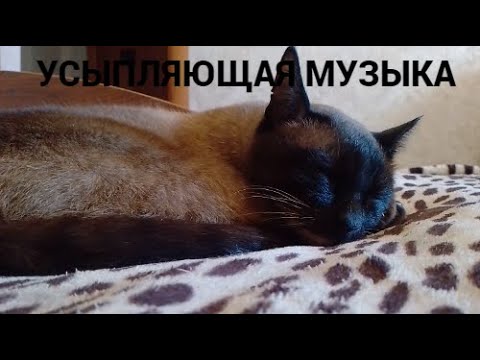 Видео: Усыпляющая музыка для кошек котов и котят Музыка для кошек Кошачья музыка Кошачья колыбельная