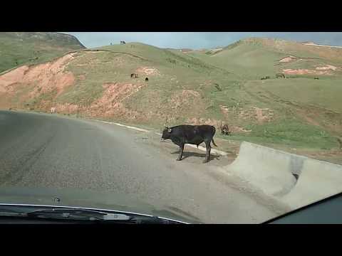 Видео: Чыйырчык ашуусу  /  Таш-Коро айылы  /  АЛАЙГА САПАР  /  2-серия