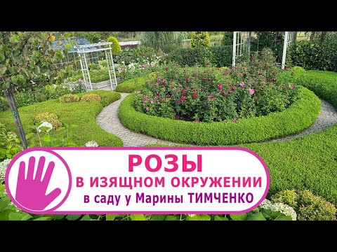 Видео: Видео журнал "PRO·ЦВЕТНИКИ" №6 - РОЗЫ в изящном окружении в саду у Марины ТИМЧЕНКО