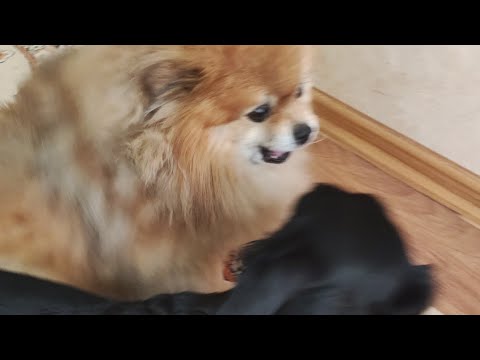 Видео: Плюсы и минусы дворовой собаки