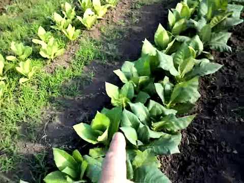 Видео: Пример наличия/отсутствия удобрений