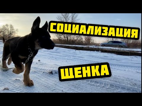 Видео: Социализация щенка немецкой овчарки | Щенок первый раз видит мир | Очень интересные моменты