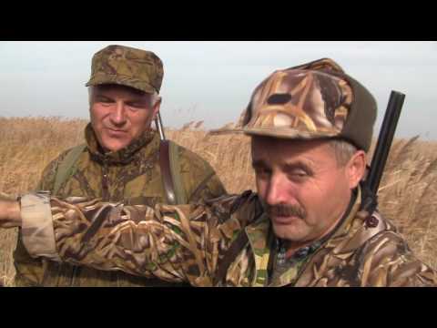 Видео: Охотничьи истории. Сезон 1. Охота в плавнях с гончими (2 серия)