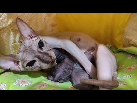 Видео: Сфинкс Первые роды