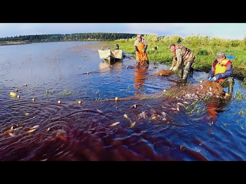 Видео: Ловля неводом 8 августа 2025