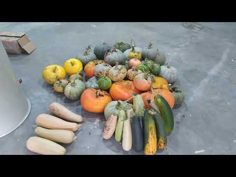 Видео: Брат скупает моих рыб оптом!  Наконец сухой корм из КНР при 1$ = 97 р.! Моё мнение о видео Крутого!