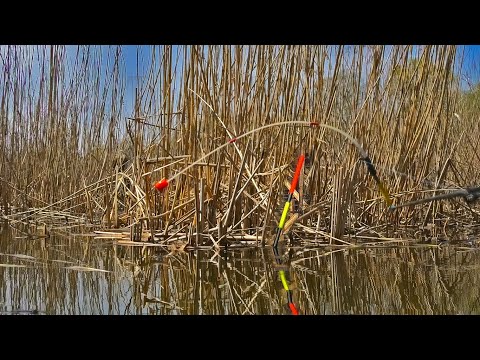 Видео: На что лучше ловится Крупный Весенний Карась в Брод в Густом Камыше в Мае Поплавок или Боковой Кивок