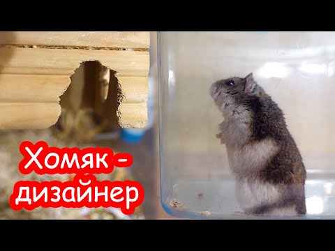 Видео: Хомяк Стёпа прогрыз себе дверь