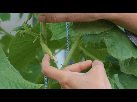 Видео: «Азот, фосфор, калий!». Секреты выращивания огурцов.