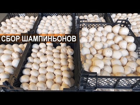 Видео: Как собирают шампиньоны на ферме?
