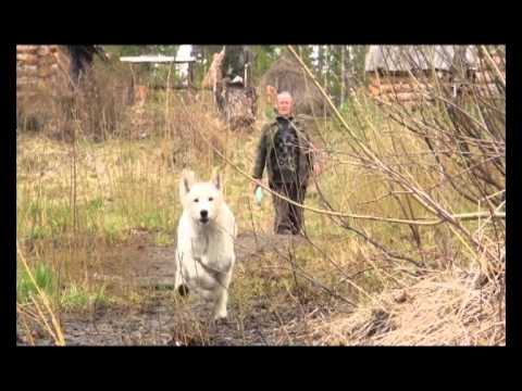 Видео: ЯРКИНО. 15 kbo  30 06 2012
