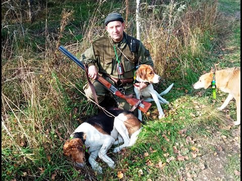 Видео: Охота с гончими на зайца 12 10 21