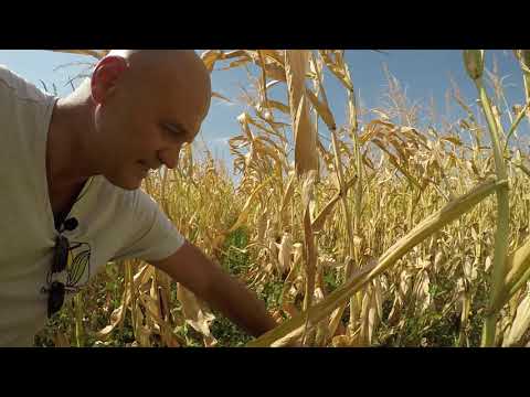 Видео: Высокоурожайный гибрид кукурузы Гран 310 ФАО 250