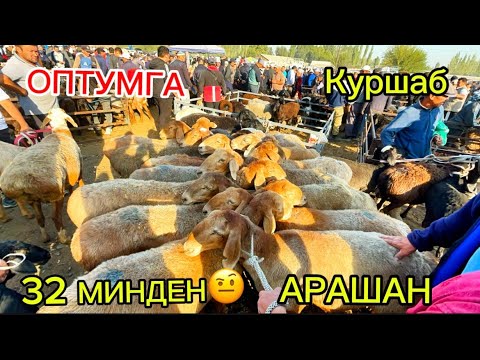 Видео: КУРШАБ КОЙ ЭЧКИ БААЛАРЫ 13.09.25.#памиртв #rek #озгон #куршаб#койбазар 