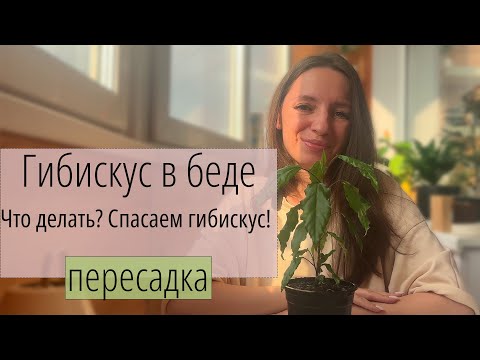 Видео: Пересадка Гибискуса почему желтеют листья и как помочь растению