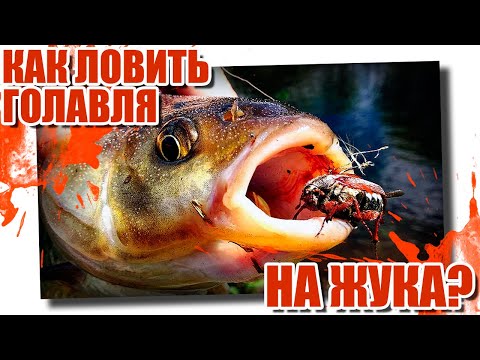 Видео: Как ловить голавля на жука?