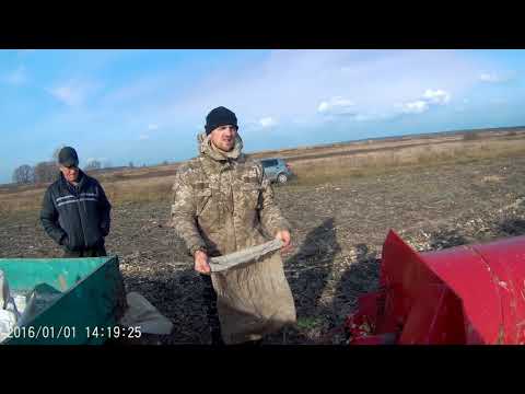 Видео: Уборка тыквы.Тыквоуборочный комбайн длиною 1300мм.