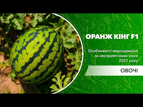 Видео: Оранж Кінг F1 – оранжевий король кавунів. Вирощуємо за несприятливих умов 2021 року